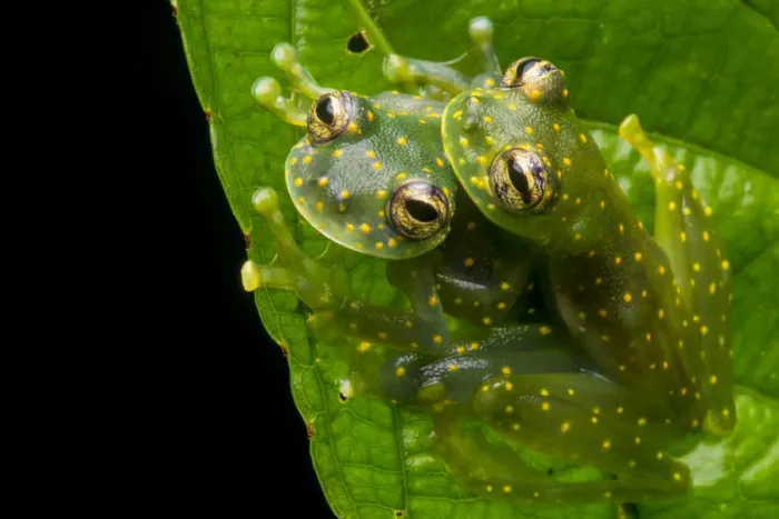 Framed Print : Yellow-flecked glassfrogs (Sachatamia albomaculata) mating pair, Osa Peninsula, Costa Framed Print : Yellow-flecked glassfrogs (Sachatamia albomaculata) mating pair, Osa Peninsula, Costa