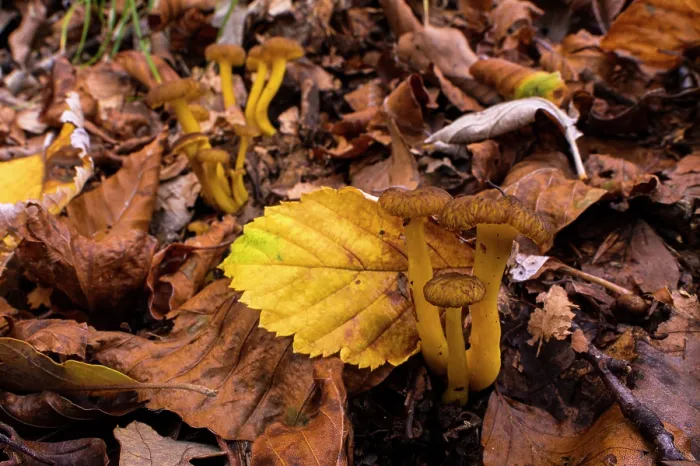 Framed Print : Yellow foot (Craterellus lutescens) mushrooms growing among leaf litter in autumn, Aveto Regional Park, Genoa, Italy. October Framed Print : Yellow foot (Craterellus lutescens) mushrooms growing among leaf litter in autumn, Aveto Regional Park, Genoa, Italy. October