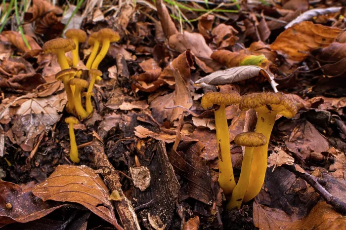 Framed Print : Yellow foot (Craterellus lutescens) mushrooms growing among leaf litter in autumn, Aveto Regional Park, Genoa, Italy. October Framed Print : Yellow foot (Craterellus lutescens) mushrooms growing among leaf litter in autumn, Aveto Regional Park, Genoa, Italy. October