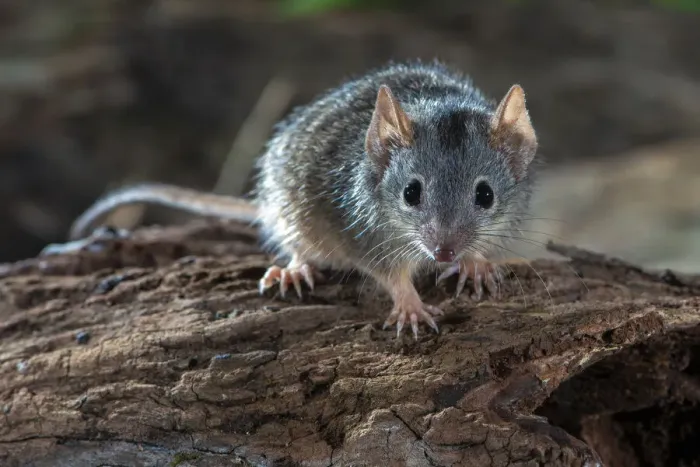 Framed Print : Yellow footed antechinus (Antechinus flavipes) on deadwood Framed Print : Yellow footed antechinus (Antechinus flavipes) on deadwood