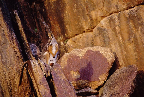 Yellow-footed rock wallaby {Petrogale xanthopus} South Australia