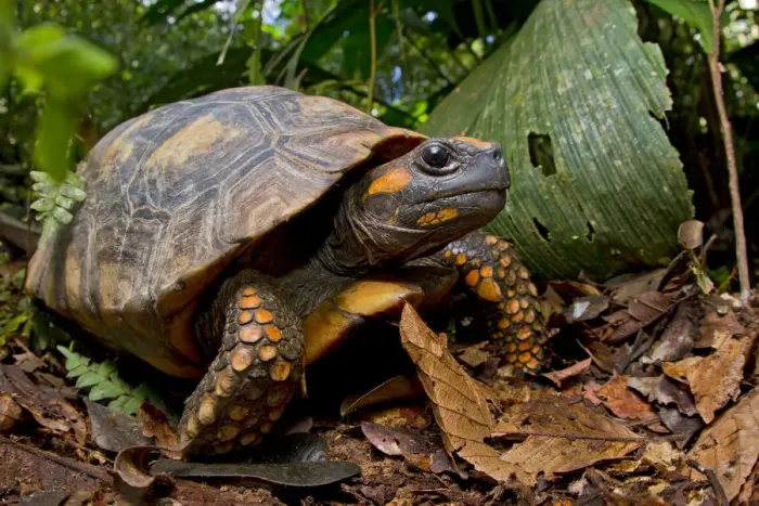 Framed Print : Yellow footed tortoise (Chelonoidis denticulata) portrait, Yasuni National Park, Orellana, Ecuador