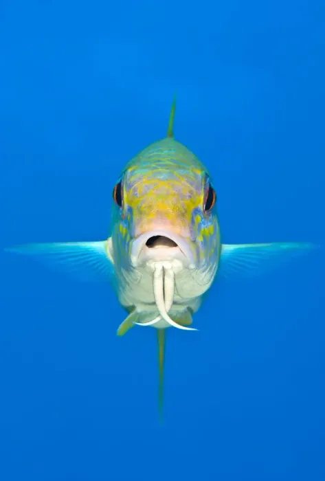 Framed Print : Yellow goatfish (Mulloidichthys martinicus) swimming above the reef, West End, Grand Cayman Framed Print : Yellow goatfish (Mulloidichthys martinicus) swimming above the reef, West End, Grand Cayman
