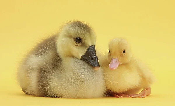 Yellow gosling and duckling on yellow background