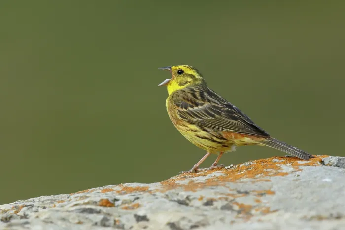 Framed Print : Yellow hammer (Emberiza citrinella) male, singing, Pyrenees, Spain. July Framed Print : Yellow hammer (Emberiza citrinella) male, singing, Pyrenees, Spain. July