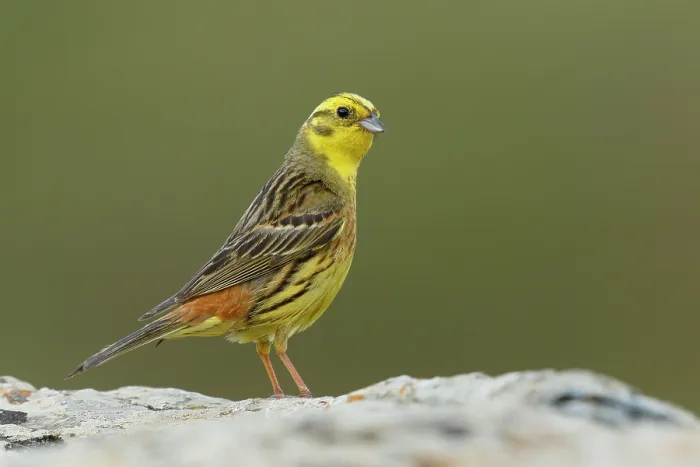 Framed Print : Yellow hammer (Emberiza citrinella) male, portrait, Pyrenees, Spain. July Framed Print : Yellow hammer (Emberiza citrinella) male, portrait, Pyrenees, Spain. July