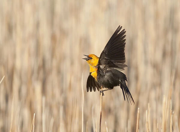 Yellow-headed Blackbird (Xanthocephalus xanthocephalus) male calling and performing