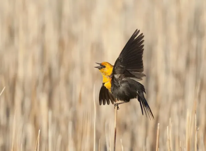 Framed Print : Yellow-headed Blackbird (Xanthocephalus xanthocephalus) male calling and performing Framed Print : Yellow-headed Blackbird (Xanthocephalus xanthocephalus) male calling and performing