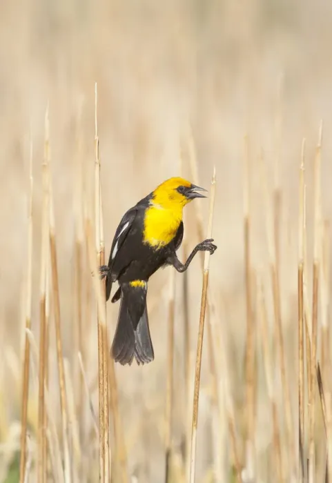 Framed Print : Yellow-headed Blackbird (Xanthocephalus xanthocephalus) male perched by clinging between Framed Print : Yellow-headed Blackbird (Xanthocephalus xanthocephalus) male perched by clinging between