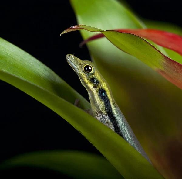 Yellow Headed Day Gecko (Phelsuma klemmeri) between leaves captive from Madagascar