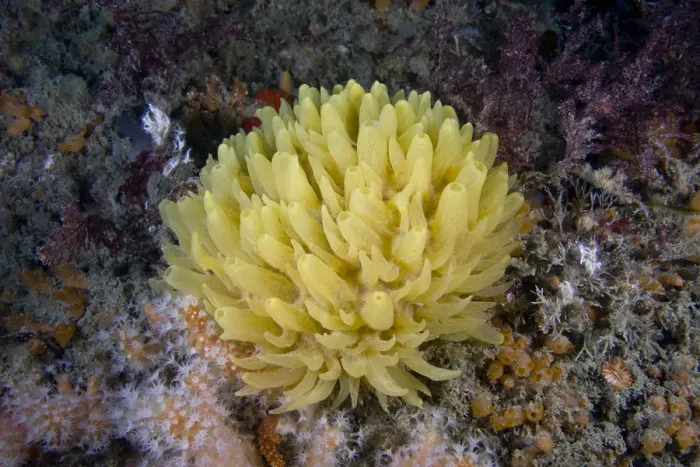 Framed Print : Yellow hedgehog sponge (Polymastia boletiformis) underwater, Channel Isles, UK, June Framed Print : Yellow hedgehog sponge (Polymastia boletiformis) underwater, Channel Isles, UK, June