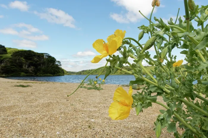 Framed Print : Yellow horned poppy (Glaucium flavum) clumps flowering on Loe Bar beach beside Loe Pool, Porthleven, The Lizard, Cornwall, UK. June Framed Print : Yellow horned poppy (Glaucium flavum) clumps flowering on Loe Bar beach beside Loe Pool, Porthleven, The Lizard, Cornwall, UK. June