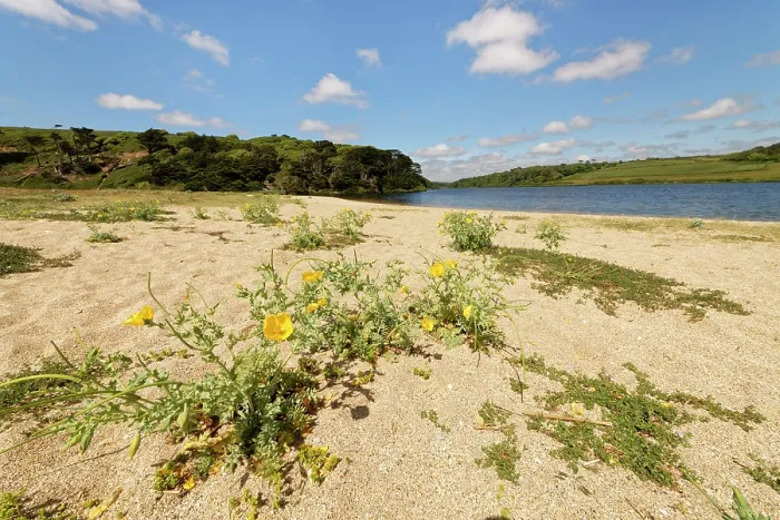 Framed Print : Yellow horned poppy (Glaucium flavum) clumps flowering on Loe Bar beach beside Loe Pool, Porthleven, The Lizard, Cornwall, UK. June Framed Print : Yellow horned poppy (Glaucium flavum) clumps flowering on Loe Bar beach beside Loe Pool, Porthleven, The Lizard, Cornwall, UK. June