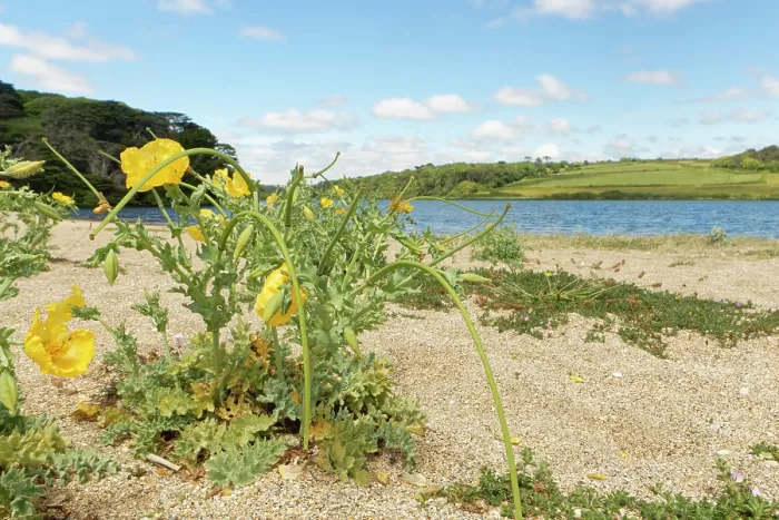 Framed Print : Yellow horned poppy (Glaucium flavum) clumps flowering on Loe Bar beach beside Loe Pool, Porthleven, The Lizard, Cornwall, UK. June Framed Print : Yellow horned poppy (Glaucium flavum) clumps flowering on Loe Bar beach beside Loe Pool, Porthleven, The Lizard, Cornwall, UK. June