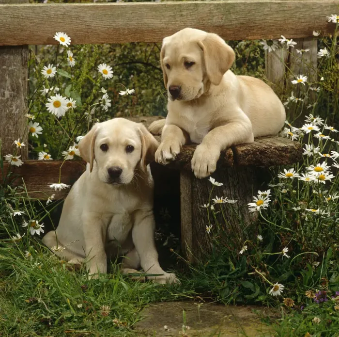 Framed Print : Two Yellow Labrador puppies resting at a stile, 9 weeks old Framed Print : Two Yellow Labrador puppies resting at a stile, 9 weeks old