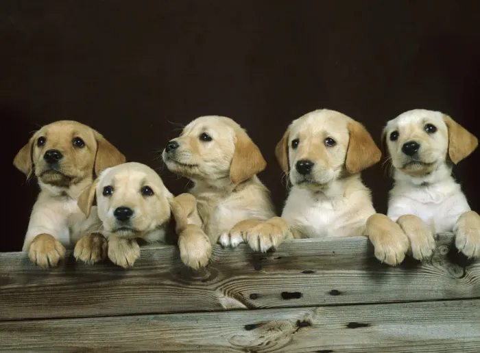 Framed Print : Yellow labrador, five puppies in a row Framed Print : Yellow labrador, five puppies in a row
