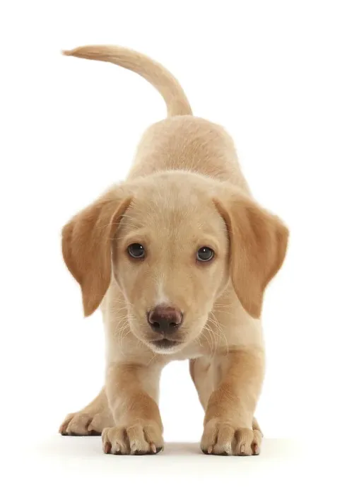 Framed Print : Yellow Labrador puppy, playful posture portrait Framed Print : Yellow Labrador puppy, playful posture portrait