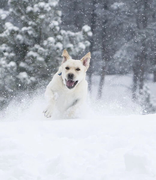 Yellow Labrador Retreiver (Canis familiaris) running in snow. Boulder, Colorado