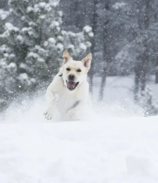 Framed Print : Yellow Labrador Retreiver (Canis familiaris) running in snow. Boulder, Colorado Framed Print : Yellow Labrador Retreiver (Canis familiaris) running in snow. Boulder, Colorado
