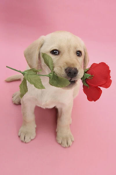 Yellow Labrador Retriever bitch puppy, 10 weeks, holding a red rose and looking up