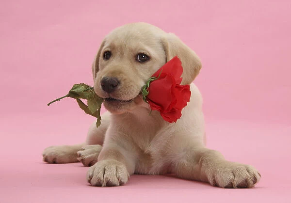Yellow Labrador Retriever bitch puppy, 10 weeks, with a red rose