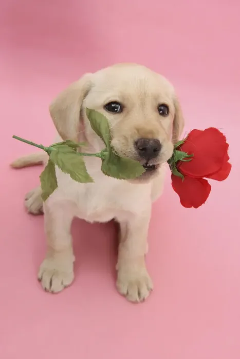 Framed Print : Yellow Labrador Retriever bitch puppy, 10 weeks, holding a red rose and looking up Framed Print : Yellow Labrador Retriever bitch puppy, 10 weeks, holding a red rose and looking up