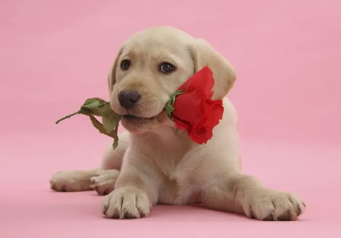 Framed Print : Yellow Labrador Retriever bitch puppy, 10 weeks, with a red rose Framed Print : Yellow Labrador Retriever bitch puppy, 10 weeks, with a red rose