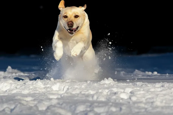 Framed Print : Yellow Labrador retriever bounding through snow, Litchfield, Connecticut, USA. January Framed Print : Yellow Labrador retriever bounding through snow, Litchfield, Connecticut, USA. January