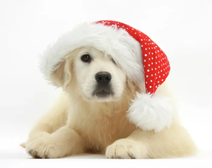 Framed Print : Yellow Labrador retriever pup, Daisy, age 16 weeks, wearing a Father Christmas hat Framed Print : Yellow Labrador retriever pup, Daisy, age 16 weeks, wearing a Father Christmas hat