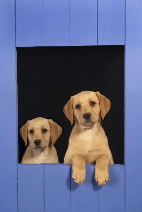 Framed Print : Two Yellow Labrador retriever puppies looking out from blue kennel, UK Framed Print : Two Yellow Labrador retriever puppies looking out from blue kennel, UK