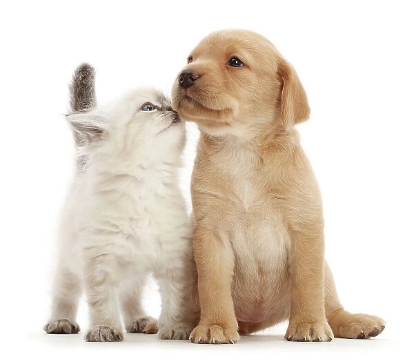 Yellow Labrador retriever puppy and Ragdoll-cross kitten side by side, touching noses, portrait