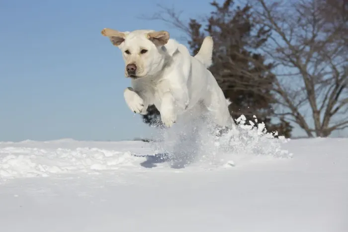 Framed Print : Yellow Labrador retriever romping in fresh snow, Clinton, Connecticut, USA Framed Print : Yellow Labrador retriever romping in fresh snow, Clinton, Connecticut, USA