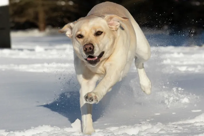 Framed Print : Yellow Labrador retriever running through snow, Litchfield, Connecticut, USA. January Framed Print : Yellow Labrador retriever running through snow, Litchfield, Connecticut, USA. January