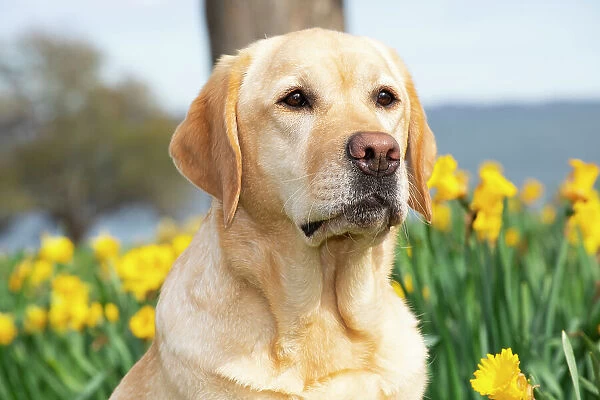 Yellow Labrador retriever sitting next to spring Daffodils, head portrait, Waterford, Connecticut, USA. April