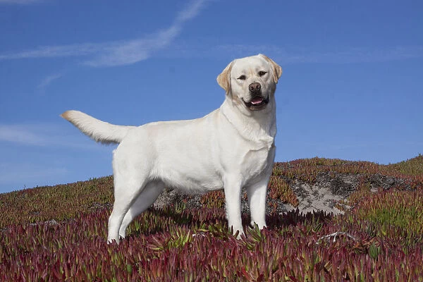 Yellow Labrador Retriever standing in glasswort against a blue sky. Monterey Peninsula