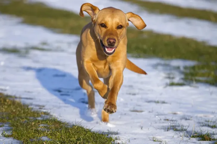 Framed Print : Yellow Labrador running in snow, UK Framed Print : Yellow Labrador running in snow, UK