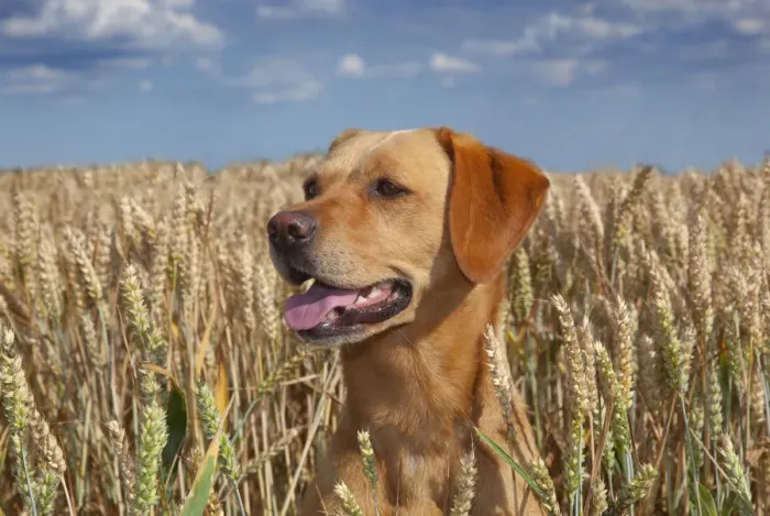 Framed Print : Yellow Labrador and in wheat field, Norfolk, August Framed Print : Yellow Labrador and in wheat field, Norfolk, August