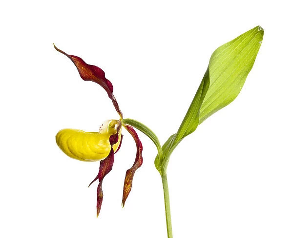 Yellow ladys slipper orchid (Cypripedium calceolus) in flower, France, May 2009