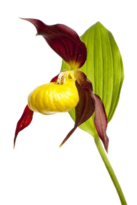 Framed Print : Yellow ladys slipper orchid (Cypripedium calceolus) flower, Queyras Natural Park Framed Print : Yellow ladys slipper orchid (Cypripedium calceolus) flower, Queyras Natural Park
