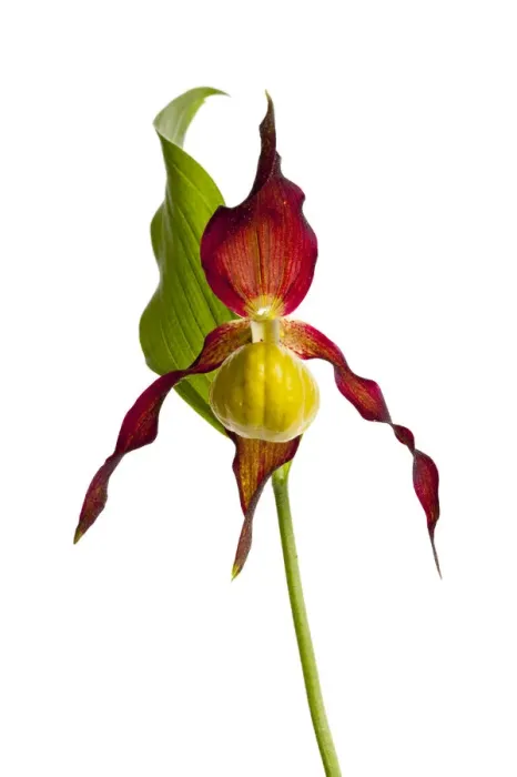 Framed Print : Yellow ladys slipper orchid (Cypripedium calceolus) in flower, France, May 2009 Framed Print : Yellow ladys slipper orchid (Cypripedium calceolus) in flower, France, May 2009
