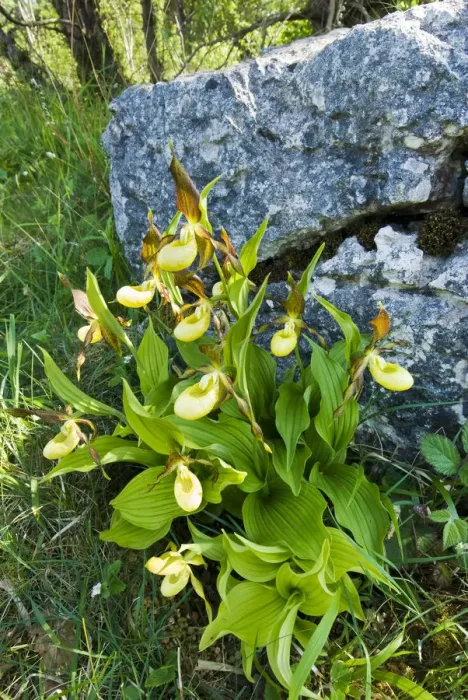 Framed Print : Yellow ladys slipper orchid (Cypripidium calceolus Framed Print : Yellow ladys slipper orchid (Cypripidium calceolus