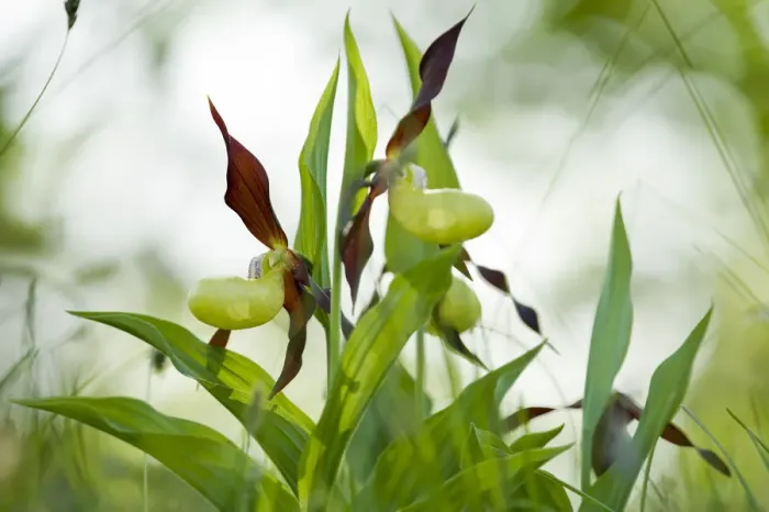 Framed Print : Yellow ladys slipper orchid (Cypripidium calceolus Framed Print : Yellow ladys slipper orchid (Cypripidium calceolus