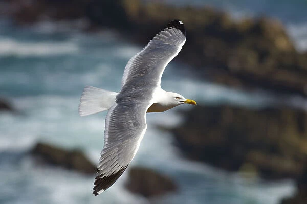 Yellow legged gull (Larus michahellis) in flight, Almograve, Alentejo, Natural Park