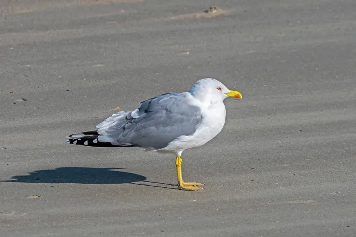 Framed Print : Yellow-legged gull (Larus michahellis) standing on sandy beach along the North Sea coast, Zeeland, Netherlands. October Framed Print : Yellow-legged gull (Larus michahellis) standing on sandy beach along the North Sea coast, Zeeland, Netherlands. October