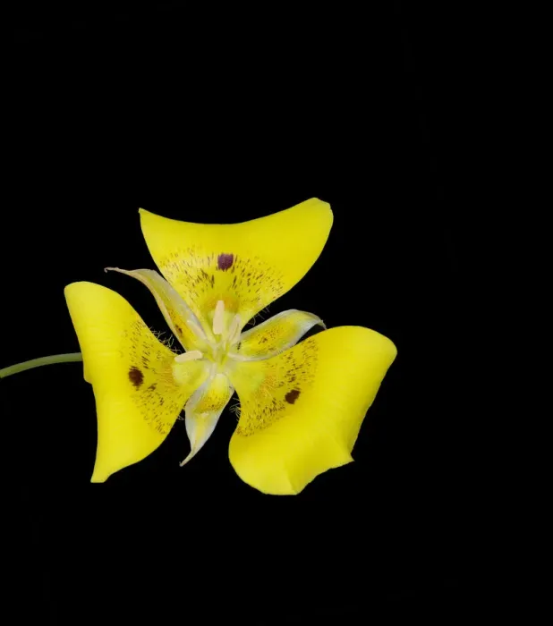 Framed Print : Yellow mariposa lily (Calochortus luteus) with dark nectar guides. Cultivated in glasshouse Framed Print : Yellow mariposa lily (Calochortus luteus) with dark nectar guides. Cultivated in glasshouse