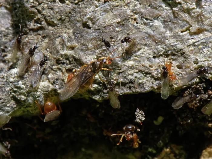 Framed Print : Yellow meadow ants (Lasius flavus), wingless orange workers, winged male alates and larger female alates or queens gathering on a stone garden wall on a warm summer day Framed Print : Yellow meadow ants (Lasius flavus), wingless orange workers, winged male alates and larger female alates or queens gathering on a stone garden wall on a warm summer day