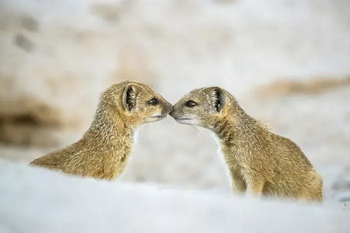 Framed Print : Yellow mongoose (Cynictis penicillata), two pups nose to nose. Kalahari Gemsbok National Park, Kgalagadi Transfrontier National Park, Northern Cape, South Africa Framed Print : Yellow mongoose (Cynictis penicillata), two pups nose to nose. Kalahari Gemsbok National Park, Kgalagadi Transfrontier National Park, Northern Cape, South Africa