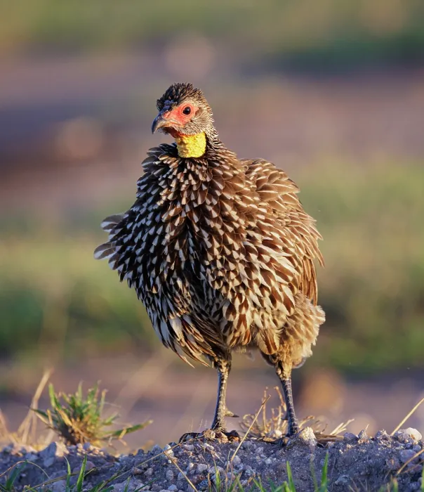 Framed Print : Yellow necked spurfowl (Pternistis leucoscepus) with fluffed up feathers, portrait, Amboseli National Park, Kenya Framed Print : Yellow necked spurfowl (Pternistis leucoscepus) with fluffed up feathers, portrait, Amboseli National Park, Kenya