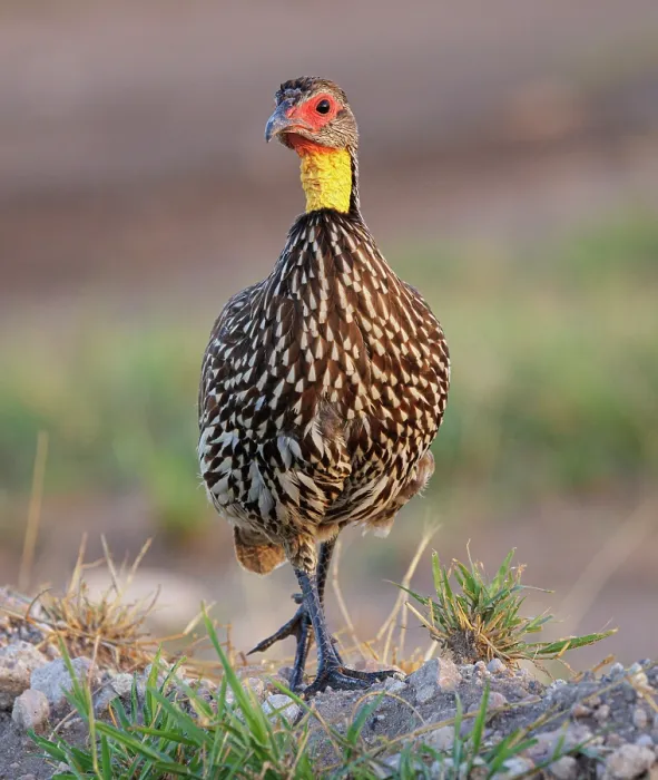 Framed Print : Yellow necked spurfowl (Pternistis leucoscepus) portrait, Amboseli National Park, Kenya Framed Print : Yellow necked spurfowl (Pternistis leucoscepus) portrait, Amboseli National Park, Kenya
