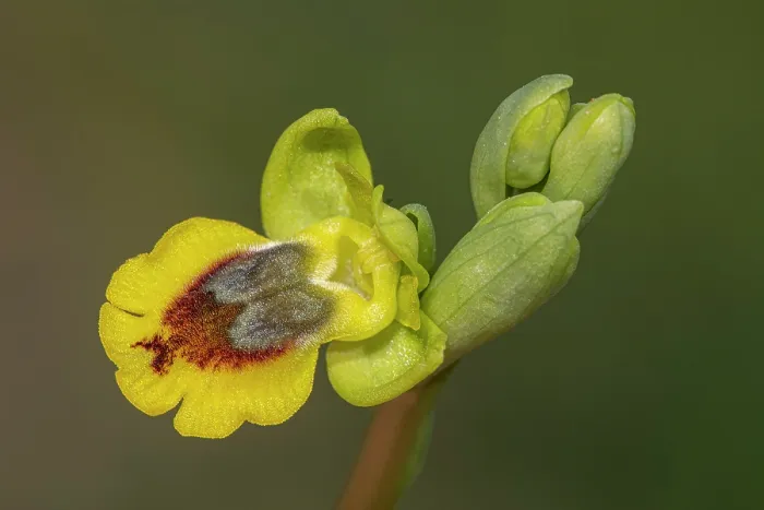 Framed Print : Yellow ophrys (Ophrys lutea) in flower, Gargano, Puglia, Italy. April